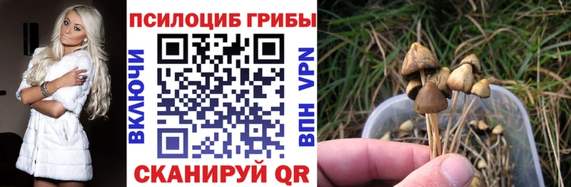 купить   Окуловка  Псилоцибиновые грибы Cubensis 